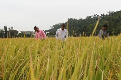 珠海有機(jī)米首獲名牌農(nóng)產(chǎn)品金獎，開創(chuàng)健康食品新篇章