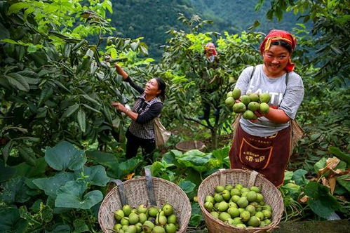 金口河區(qū) 推行食用農(nóng)產(chǎn)品“帶證上市”，守護(hù)百姓“舌尖上的安全”