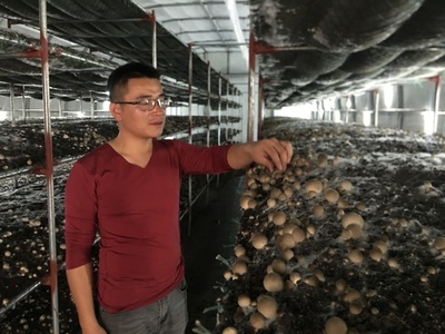 朱口鎮 草菇種植，托舉鄉村致富夢的“白色小傘”