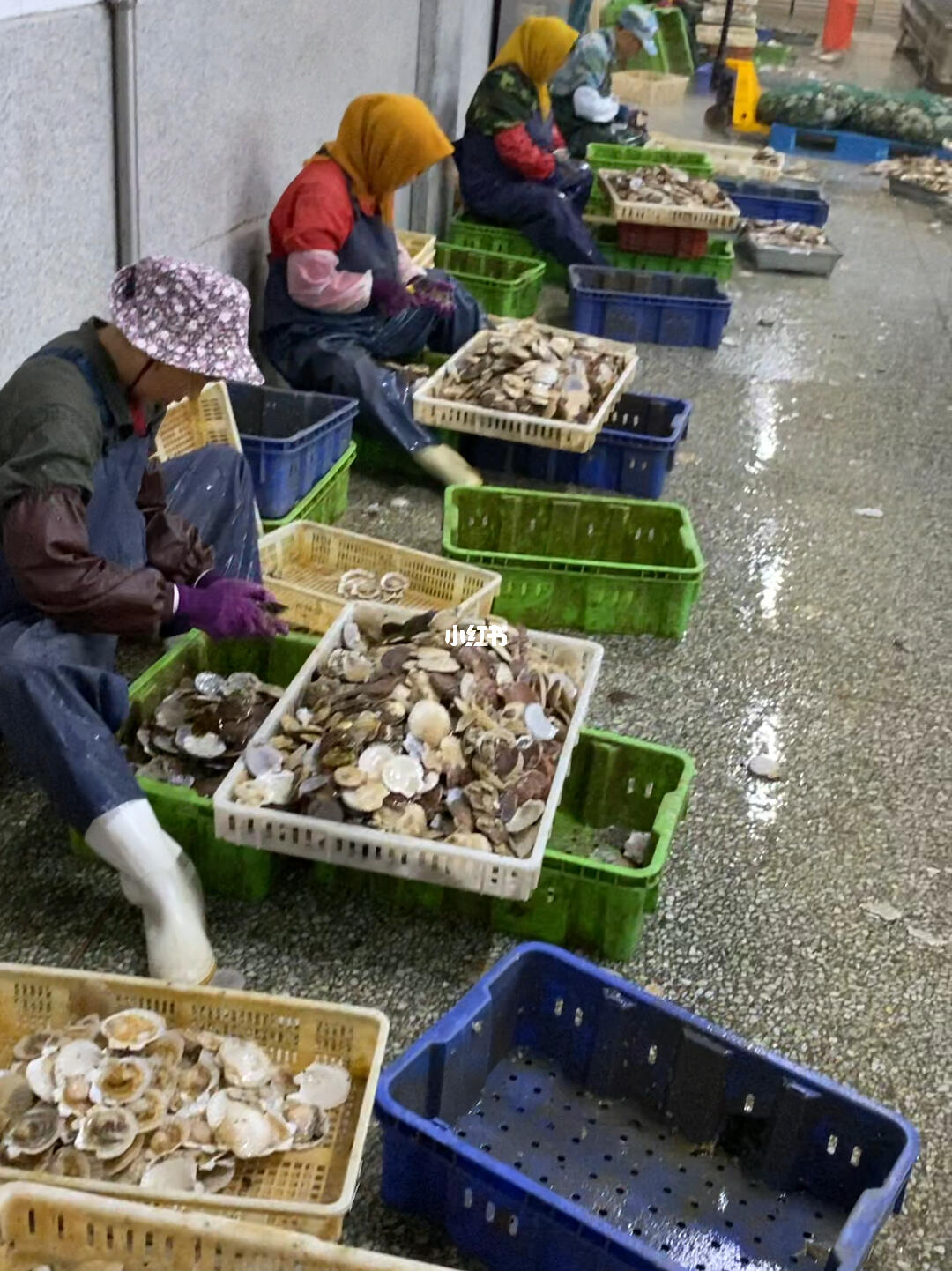 扇貝加工與進口 大連長?？h與綏芬河的產業聯動