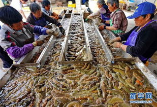 河北樂亭 海參豐收季，品質(zhì)與銷售雙贏